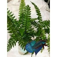 ราคา ถูก เฟิร์นก้านดำเฟินเกรด A จัดตู้ปลาใส่โหลปลากัดไม้ประดับ คัดพิเศษราคาถูก 1ก้าน (7957500074)