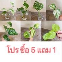 ราคา 5 แถม 1 พลูด่าง พลูฉลุ พลูงาช้าง พลูแอ๊บเปิ้ล พลูสนิม พลูปีกนก พลูบราซิล พลูหัวใจทอง (19463529511)