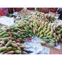 ราคา มะม่วงมหาชนก ลูกดิบ สำหรับกินเปรี้ยว Mahachanok mango จากบ้านสวนแอนนี่ (42252362312)