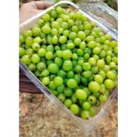 ราคา องุ่นดิบคละไซส์ องุ่นนอกอ่อนดิบต้นฤดู ไร้เมล็ด เปรี้ยวตาปิด คละสายพันธุ์ ตัดสด กรอบ ปลูกแบบปลอดสารพิษ (29274199490)