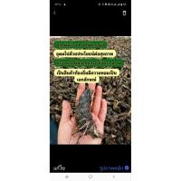 ราคา ลูกเผือกหอม นน 5 Kg ได้ทั้งปลูกและทำอาหาร จากสวนเกษตรออแกนิค บ้านหมอ สระบุรี ลูกเผือก พันธุ์เผือก เผือก เผือกหอม (50205914208)