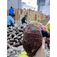 ราคา หัวแม่เผือกหอม เผือกหอมสดจากไร่ 1 3 หัว 1 Kg เผือกหอมของดีสระบุรี เผือกหอมบ้านหมอ สระบุรี ของดีประจำท้องถิ่น มีกลิ่นหอม (27838620297)