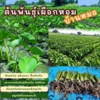 ราคา ต้นพันธุ์เผือกหอมพร้อมปลูก ซื้อ10แถม3 ต้นกล้าเผือกหอม กล้าพันธุ์เผือกหอมบ้านหมอ จากสวนเกษตรออแกนิค บ้านหมอ สระบุรี (25345263208)