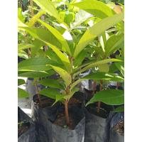 ราคา ชมพู่มะเหมี่ยว ขนาดความสูง 40 50 ซม พร้อมปลูก (28443126900)