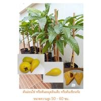 ราคา ต้นม่อนไข่ หรือละมุดอินเดีย หรือต้นเซียนท้อ ขนาดความสูง 60 70 ซม (28413408124)
