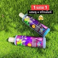 ราคา สมุนไพรดอกอัญชันสด ใบเงิน 1แถม1 แชมพู ครีมนวด 400มล ใช้ดีมากคุ้มมาก ท้าให้ลอง (41578340308)