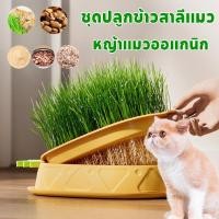 ราคา หญ้าแมว ชุดปลูกข้าวสาลีแมวออร์แกนิก ถาดเพาะกล้าไม้วีทกราสแมว (57503653304)