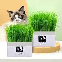 ราคา หญ้าแมว เมล็ดข้าวสาลีพร้อมปลูก 40กรัม ช่วยขับล้างสารพิษในร่างกาย ขับก้อนขน M 0033 (25842130139)