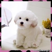 ราคา ตุ๊กตาสุนัขมอลทีส แบบนิ่ม ขนาด 33x24x16 ซม 38x26x21 ซม สําหรับเด็ก (46057363157)