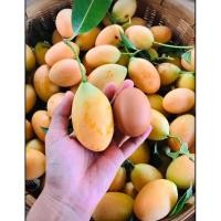 ราคา มะยงชิดของฝากจากสุโขทัย คละไซด์ (3980930344)