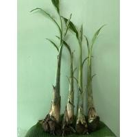 ราคา 10แถม 1 หน่อกล้วยตานี พันธุ์สุโขทัย และ หน่อกล้วยน้ำว้ามะลิอ่องลูกใหญ่ (3989329392)