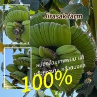 ราคา กล้วยเทพพนม กล้วงมงคล (50407690681)