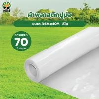 ราคา Big hot POLLO ผ้าพลาสติกปูบ่อ รุ่นLD73640C ขนาด 3 6M x40Y 70ไมครอน สีใส สินค้าขายดี (26536606049)