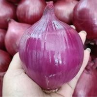 ราคา หอมแขกจีนหัวใหญ่ 1 กิโลกรัม สดใหม่ ใช้ทำยำ (54557410357)