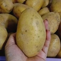 ราคา มันฝรั่งสด 1 กิโลกรัม เนื้อแน่น สดใหม่คัดสวย (29894442743)