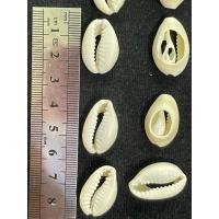 ราคา ลูกปัดธรรมชาติหอยเบี้ย ทรงตัดหลัง สีขาว ขนาด21มิล สีสวย แบ่งขาย ห่อ50กรัม (9475905182)