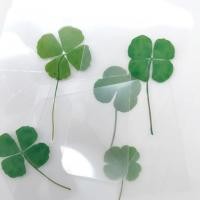 ราคา CV Clover Card การ์ดใบโคลเวอร์จริงทับแห้ง Pressed Clover Leaf การ์ดดอกไม้แห้ง ของขวัญความโชคดี (50306936703)