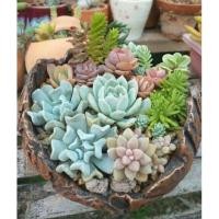 ราคา กุหลาบหิน ไม้อวบน้ำ succulent (1996225605)