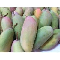 ราคา มะม่วงมหาชนกเปรี้ยวกิน ลูกดิบ สำหรับกินเปรี้ยว กับน้ำปลาหวาน มหาชนก (24145193144)