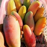 ราคา มะม่วงหอม มหาชนก 10กก ลูกดิบ 20 24ลูก จากสวนโดยตรง (4527464817)