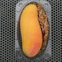 ราคา มะม่วงมหาชนก คัดเกรด คัดไซส์ หวาน หอม ส่งตรงจากสวน (5932802052)