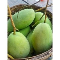 ราคา 2 5Kg มะม่วงกินดิบ แก้วขมิ้น เปรี้ยวหวานกรอบ (43100775693)