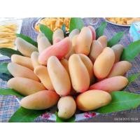 ราคา 5kg มะม่วงมหาชนกแบบกินเปรี้ยว จากสวน (41753284221)