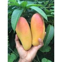 ราคา มะม่วงมหาชนกแบบกินเปรี้ยว 5 กิโล รวมกล่อง (43053009116)