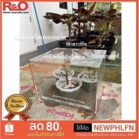 ราคา roacrylic ตู้อบกล้วยแดงอินโดด่าง (12216998527)