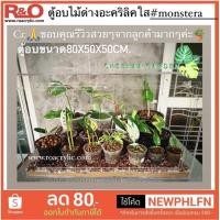 ราคา roacrylic ตู้อบอะคริลิคใสพวกไม้ด่าง มอนสเตอร่า (11747422923)