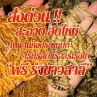 ราคา 100กรัมไม่อบแห้ง อาหารนก หนอนนกอบแห้ง (45707566998)