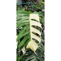 ราคา Epipremnum pinnatum variegated อิพิด่าง อิพิ ด่างขาว Epi พลูอีพิ พลูฉีกด่างphilodendron ไม้แปลงร่าง ทักแชทดูต้นไม้ (9240303328)
