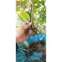 ราคา ต้นกวักมรกต ไม้มงคล ไม้นำโชค ไม้ประดับ (28050412212)