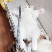 ราคา Douyin เดียวกัน calico แมวจำลองแมวตุ๊กตาตุ๊กตาตุ๊กตาตุ๊กตาตุ๊กตาตุ๊กตาของเล่น ragdoll cat กระเป๋าเป (48056529448)