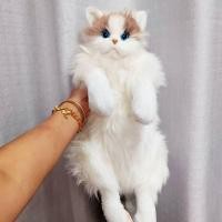 ราคา Douyin เดียวกัน calico แมวจำลองแมวตุ๊กตาตุ๊กตาตุ๊กตาตุ๊กตาตุ๊กตาตุ๊กตาของเล่น ragdoll cat กระเป๋าเป (51656509483)
