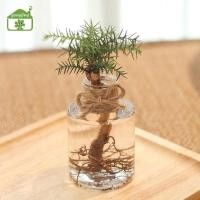ราคา Gong กระถางดอกไม้โปร่งใส Hydroponic Green Dill กระถางดอกไม้พลาสติก Simple Flowerpot th (45556931745)