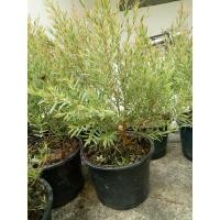 ราคา สนหอมไล่ยุง ต้นสนกันยุง ต้นไม้กันยุง ต้นไม้ไล่ยุง กระถาง6นิ้ว ยิ่งซื้อเยอะยิ่งลดราคา (2025743834)