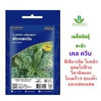ราคา 5 แถม 1 ซองอีซี่ เมล็ดพันธุ์ คะน้าใบหยิก ผักเคลควีน เจียไต๋ ปลูกง่าย ได้อย่างโปร โตดี งอกดี (6007739100)