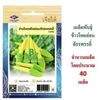 ราคา 5 แถม 1 เมล็ดพันธุ์ ข้าวโพดฝักอ่อน จักรพรรดิ เจียไต๋ (2593506367)