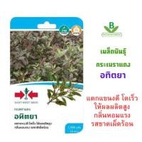 ราคา 5 แถม 1 เมล็ดพันธุ์ กะเพราแดง อทิตยา F1 ศรแดง (2489682461)