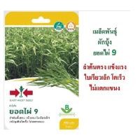ราคา 5 ฟรี 1 คละได้ทั้งร้าน เมล็ดพันะุ์ ผักบุ้ง ยอดไผ่ 9 ตราศรแดง (28376156562)