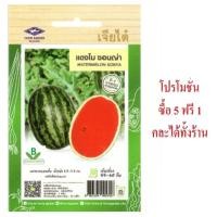 ราคา 5 แถม 1 เมล็ดพันธุ์ แตงโม ซอนญ่า เจียไต๋ (24952357676)