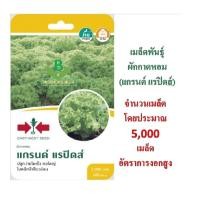 ราคา 5 ฟรี 1 คละได้ทั้งร้าน เมล็ดพันธุ์ ผักกาดหอม แกรนแรป ศรแดง (6702128962)