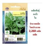 ราคา 5 แถม 1 เมล็ดพันธุ์ผัก คะน้าใบ Chinese kale Large leaf เจียไต๋ (2489611046)