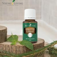 ราคา น้ำมันหอมระเหย ยูคาลิปตัส Eucalyptus Globulus essential oil บริสุทธิ์ เกรดบำบัดแท้ 100 15ml Young Living (7095916098)