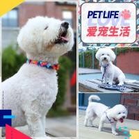 ราคา สายจูงสุนัขเอเวอร์กิ้งสุนัขขนาดเล็กเดินสายจูงสายจูงสื่อกลางและสายรัดหน้าอกสุนัขขนาดใหญ่ (29378767275)