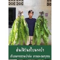 ราคา เฟิร์นสไบนางก้านยาว ราคาถูก (4453335291)
