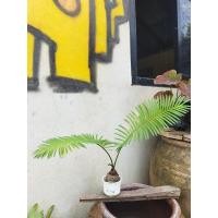 ราคา ต้นปรง ไม้ประดับตามกระแสคนนิยมปลูก (4054097431)