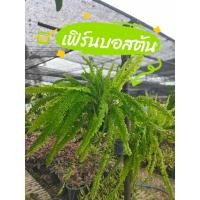 ราคา ต้นเฟิร์นบอสตันแท้พร้อมกระถาง 8 10 นิ้ว ถูกที่สุด (40868367686)