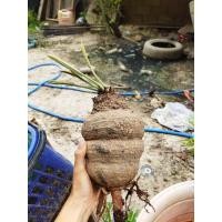 ราคา ต้นปรงป่าไซส์ใหญ่ 6 10 มีทั้งหัวเตี้ยและต้นสูง (40503359729)